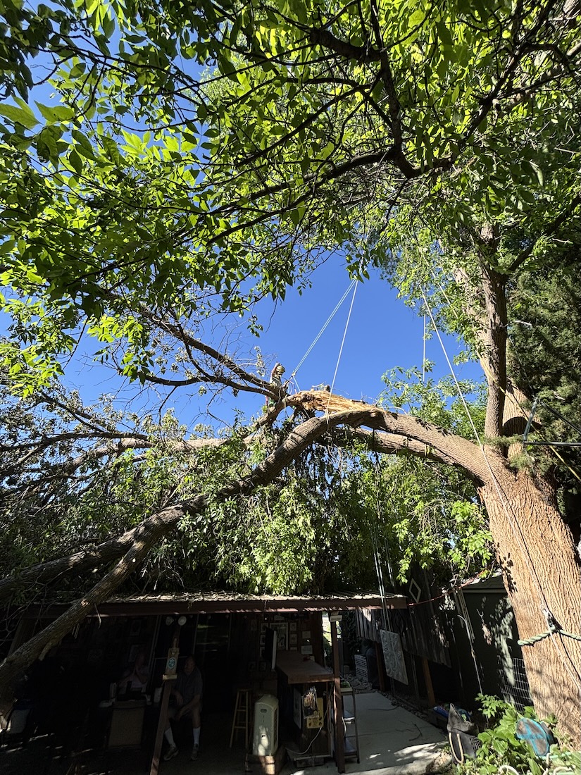Tree care across a Caldwell, ID property