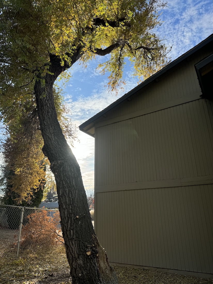 Kingdom Tree Care at work on a tree service job in Caldwell, ID
