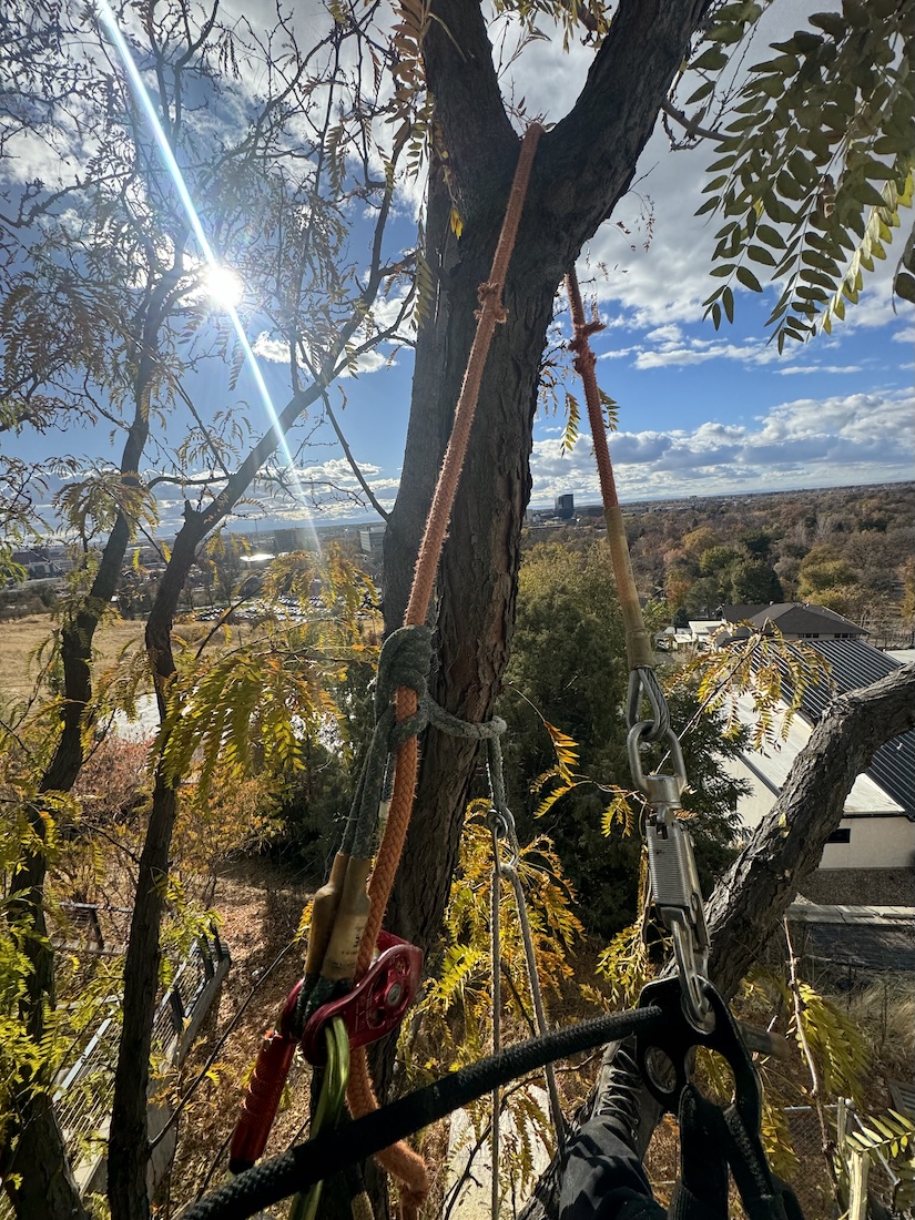 Kingdom Tree Care trimming a tree on a Caldwell, ID property