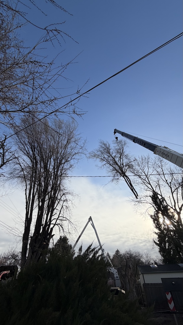 Residential tree care job by Kingdom Tree Care