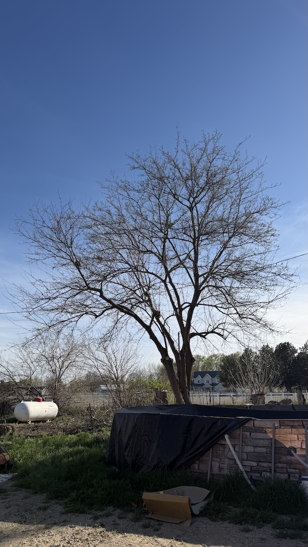 Commercial tree work by Kingdom Tree Care in Caldwell, ID